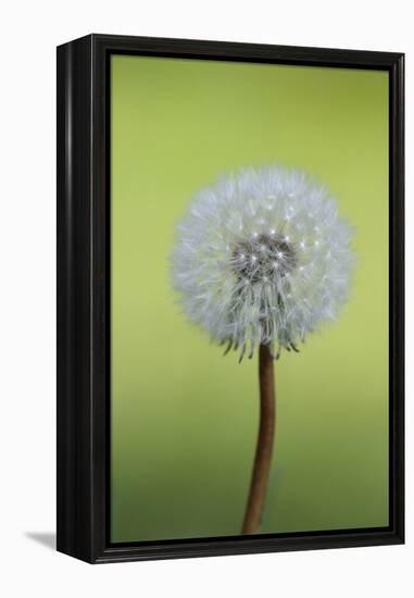 Canada, British Columbia, Vancouver Island. Dandelion-Kevin Oke-Framed Premier Image Canvas