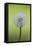 Canada, British Columbia, Vancouver Island. Dandelion-Kevin Oke-Framed Premier Image Canvas