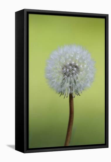 Canada, British Columbia, Vancouver Island. Dandelion-Kevin Oke-Framed Premier Image Canvas