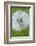 Canada, British Columbia, Vancouver Island. Dandelion-Kevin Oke-Framed Photographic Print