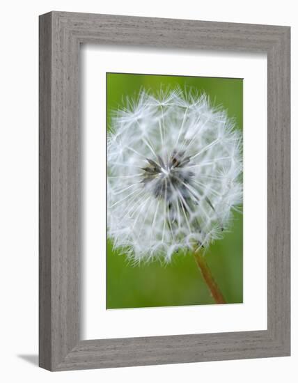 Canada, British Columbia, Vancouver Island. Dandelion-Kevin Oke-Framed Photographic Print