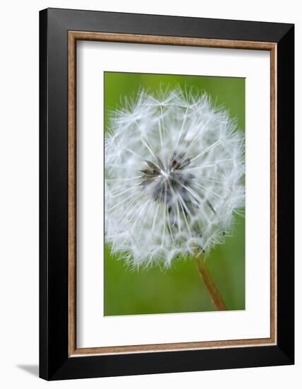 Canada, British Columbia, Vancouver Island. Dandelion-Kevin Oke-Framed Photographic Print