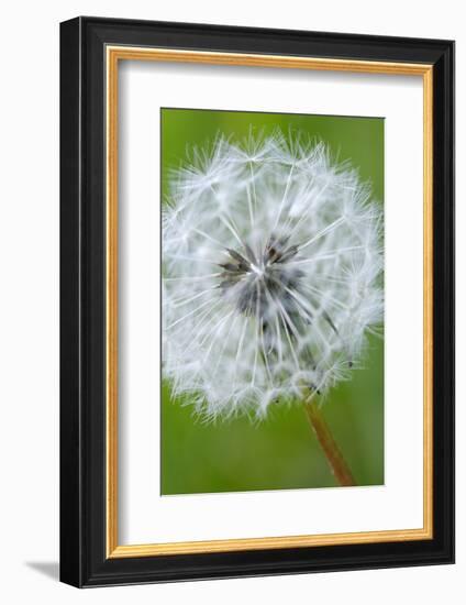 Canada, British Columbia, Vancouver Island. Dandelion-Kevin Oke-Framed Photographic Print