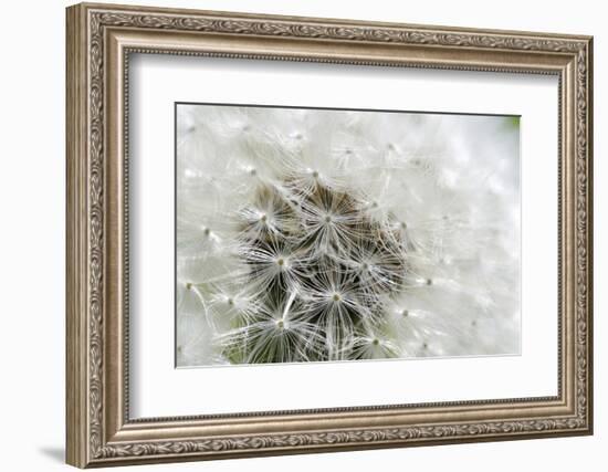 Canada, British Columbia, Vancouver Island. Dandelion-Kevin Oke-Framed Photographic Print