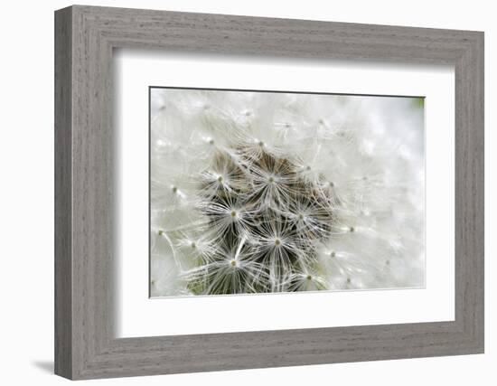 Canada, British Columbia, Vancouver Island. Dandelion-Kevin Oke-Framed Photographic Print