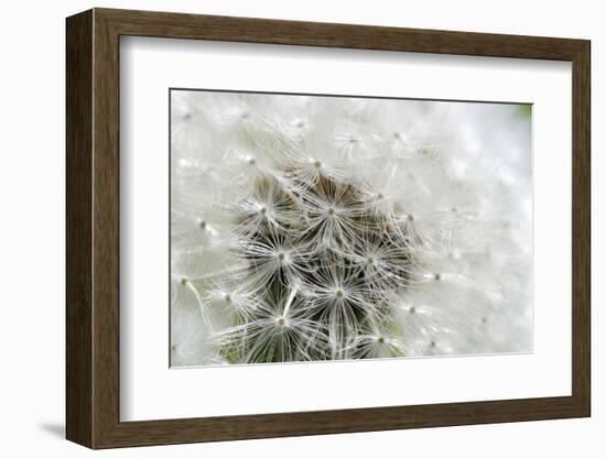 Canada, British Columbia, Vancouver Island. Dandelion-Kevin Oke-Framed Photographic Print