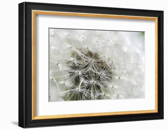 Canada, British Columbia, Vancouver Island. Dandelion-Kevin Oke-Framed Photographic Print