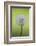 Canada, British Columbia, Vancouver Island. Dandelion-Kevin Oke-Framed Photographic Print