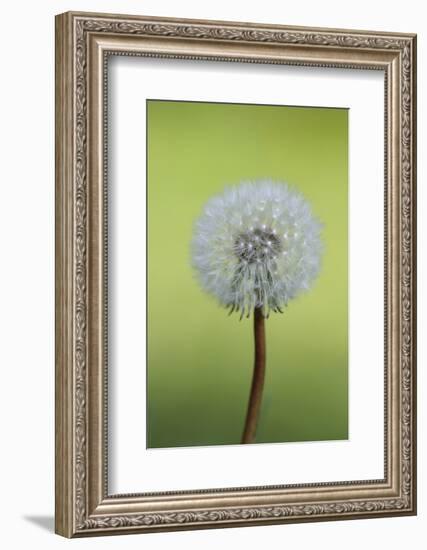 Canada, British Columbia, Vancouver Island. Dandelion-Kevin Oke-Framed Photographic Print