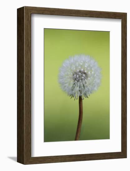 Canada, British Columbia, Vancouver Island. Dandelion-Kevin Oke-Framed Photographic Print