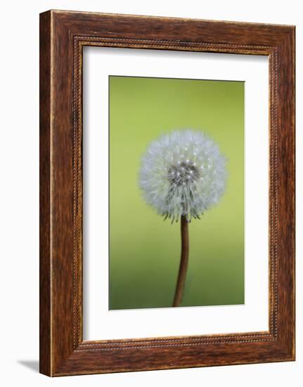 Canada, British Columbia, Vancouver Island. Dandelion-Kevin Oke-Framed Photographic Print