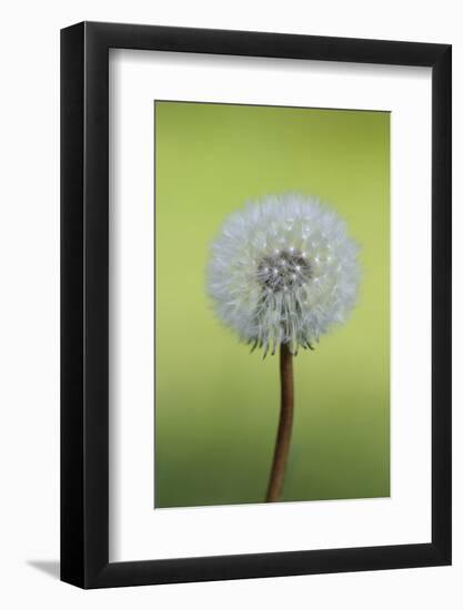 Canada, British Columbia, Vancouver Island. Dandelion-Kevin Oke-Framed Photographic Print