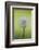 Canada, British Columbia, Vancouver Island. Dandelion-Kevin Oke-Framed Photographic Print