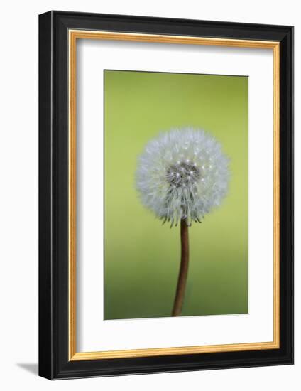 Canada, British Columbia, Vancouver Island. Dandelion-Kevin Oke-Framed Photographic Print