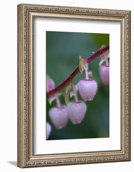 Canada, British Columbia, Vancouver Island. Salal, Gaultheria Shallon-Kevin Oke-Framed Photographic Print