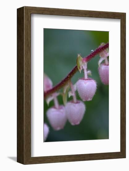 Canada, British Columbia, Vancouver Island. Salal, Gaultheria Shallon-Kevin Oke-Framed Photographic Print