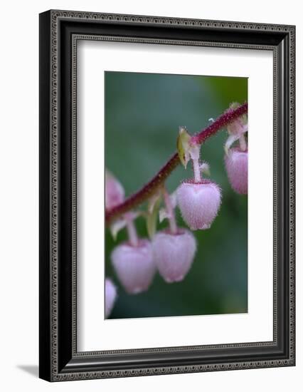 Canada, British Columbia, Vancouver Island. Salal, Gaultheria Shallon-Kevin Oke-Framed Photographic Print