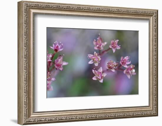 Canada, British Columbia, Vancouver Island. Wild Sedum-Kevin Oke-Framed Photographic Print