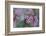 Canada, British Columbia, Vancouver Island. Wild Sedum-Kevin Oke-Framed Photographic Print