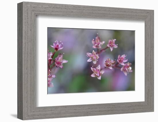 Canada, British Columbia, Vancouver Island. Wild Sedum-Kevin Oke-Framed Photographic Print