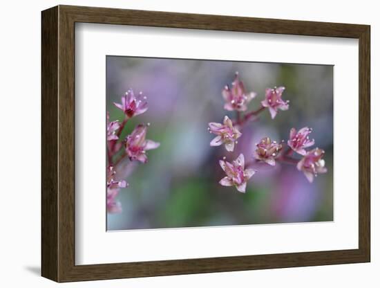 Canada, British Columbia, Vancouver Island. Wild Sedum-Kevin Oke-Framed Photographic Print