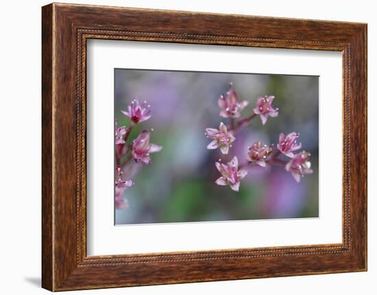 Canada, British Columbia, Vancouver Island. Wild Sedum-Kevin Oke-Framed Photographic Print