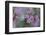 Canada, British Columbia, Vancouver Island. Wild Sedum-Kevin Oke-Framed Photographic Print