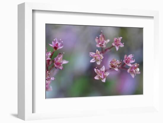 Canada, British Columbia, Vancouver Island. Wild Sedum-Kevin Oke-Framed Photographic Print