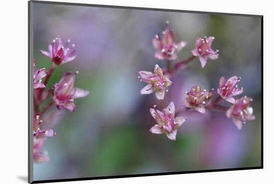 Canada, British Columbia, Vancouver Island. Wild Sedum-Kevin Oke-Mounted Photographic Print