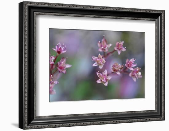 Canada, British Columbia, Vancouver Island. Wild Sedum-Kevin Oke-Framed Photographic Print