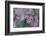 Canada, British Columbia, Vancouver Island. Wild Sedum-Kevin Oke-Framed Photographic Print