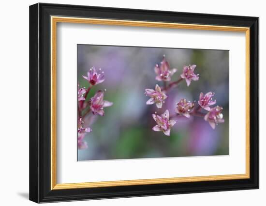 Canada, British Columbia, Vancouver Island. Wild Sedum-Kevin Oke-Framed Photographic Print