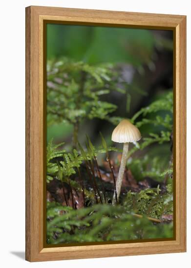 Canada, British Columbia, Vancouver. Mycena Mushroom Detail in Moss-Kevin Oke-Framed Premier Image Canvas