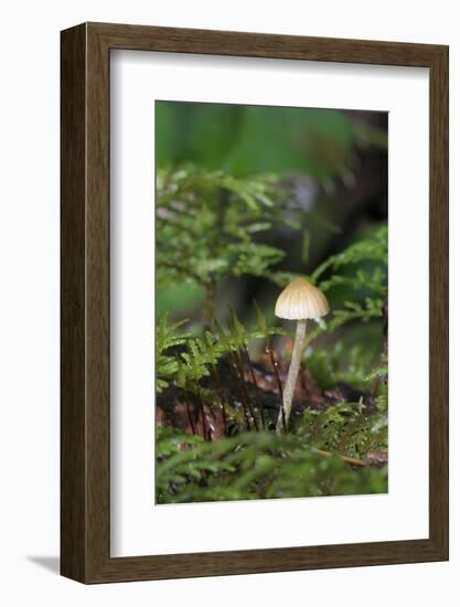 Canada, British Columbia, Vancouver. Mycena Mushroom Detail in Moss-Kevin Oke-Framed Photographic Print