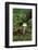 Canada, British Columbia, Vancouver. Mycena Mushroom Detail in Moss-Kevin Oke-Framed Photographic Print