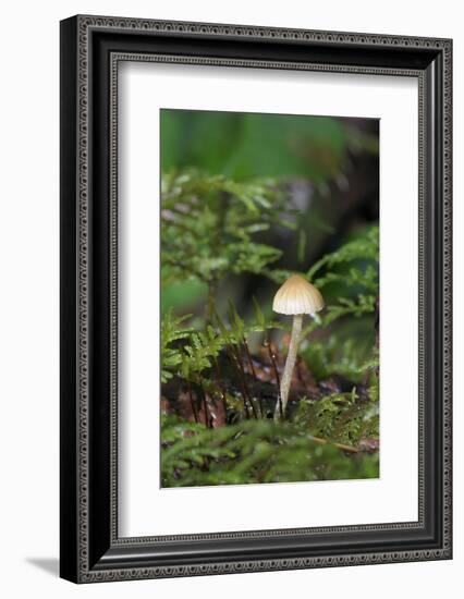 Canada, British Columbia, Vancouver. Mycena Mushroom Detail in Moss-Kevin Oke-Framed Photographic Print