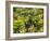 Canada, British Columbia, Victoria, Flower Close-Up-Jamie And Judy Wild-Framed Photographic Print