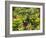 Canada, British Columbia, Victoria, Flower Close-Up-Jamie And Judy Wild-Framed Photographic Print