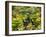 Canada, British Columbia, Victoria, Flower Close-Up-Jamie And Judy Wild-Framed Photographic Print