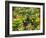 Canada, British Columbia, Victoria, Flower Close-Up-Jamie And Judy Wild-Framed Photographic Print