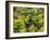 Canada, British Columbia, Victoria, Flower Close-Up-Jamie And Judy Wild-Framed Photographic Print