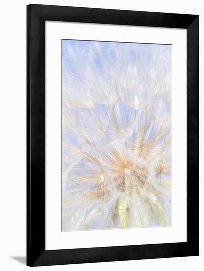 Canada, British Columbia. Yellow salsify flower seeds close-up.-Jaynes Gallery-Framed Photographic Print