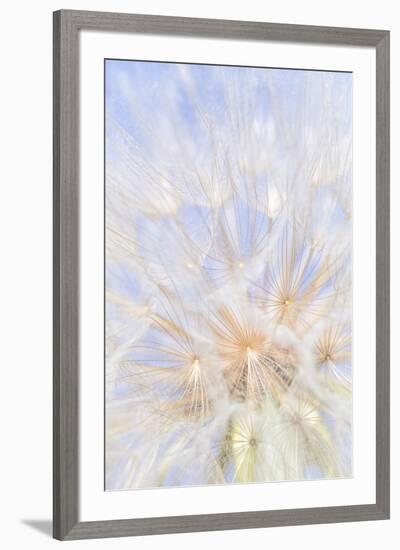 Canada, British Columbia. Yellow salsify flower seeds close-up.-Jaynes Gallery-Framed Photographic Print