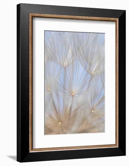 Canada, British Columbia. Yellow salsify flower seeds close-up.-Jaynes Gallery-Framed Photographic Print