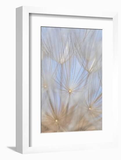 Canada, British Columbia. Yellow salsify flower seeds close-up.-Jaynes Gallery-Framed Photographic Print