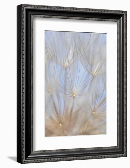 Canada, British Columbia. Yellow salsify flower seeds close-up.-Jaynes Gallery-Framed Photographic Print