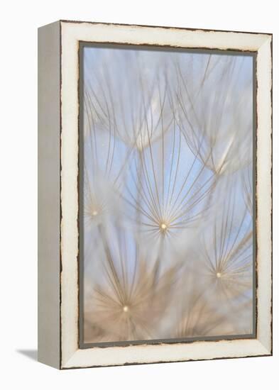 Canada, British Columbia. Yellow salsify flower seeds close-up.-Jaynes Gallery-Framed Premier Image Canvas