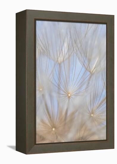 Canada, British Columbia. Yellow salsify flower seeds close-up.-Jaynes Gallery-Framed Premier Image Canvas