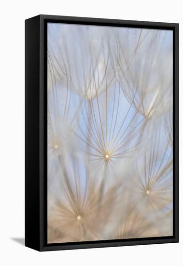 Canada, British Columbia. Yellow salsify flower seeds close-up.-Jaynes Gallery-Framed Premier Image Canvas