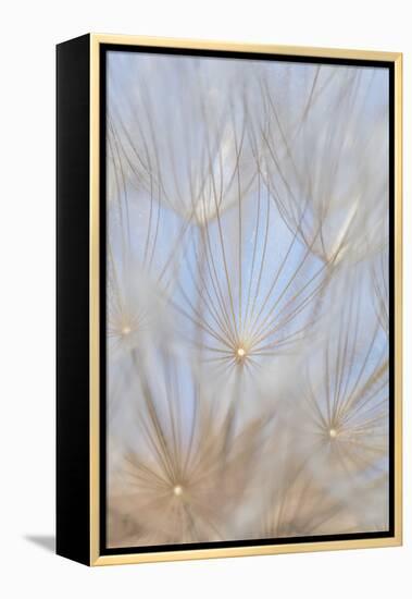 Canada, British Columbia. Yellow salsify flower seeds close-up.-Jaynes Gallery-Framed Premier Image Canvas